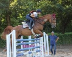 Springpferd Meaulne du Hequet (Selle Français, 2000, von Cacao Courcelle)