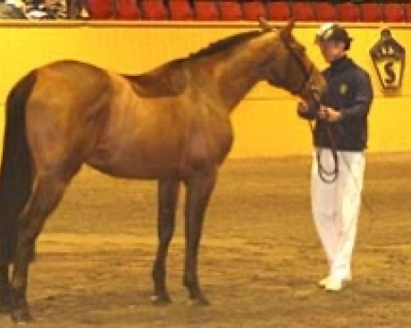 stallion Kricket du Hequet (Selle Français, 1998, from Cacao Courcelle)