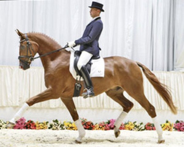 dressage horse Bacchus Von Worrenberg (Hanoverian, 2005, from Belissimo NRW)