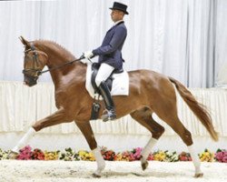 dressage horse Bacchus Von Worrenberg (Hannoveraner, 2005, from Belissimo NRW)