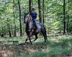 horse Vamirilla (KWPN (Royal Dutch Sporthorse), 2002, from Negro)