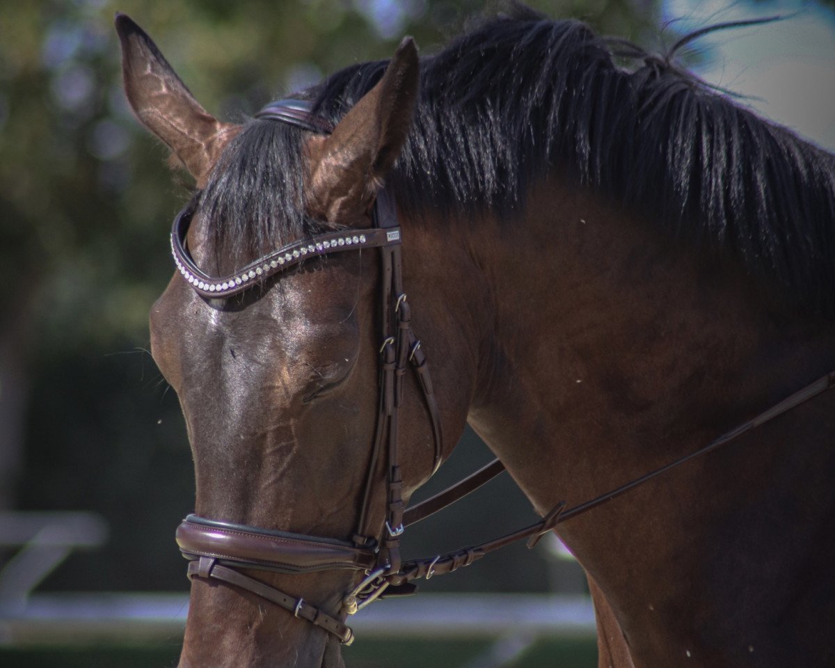 jumper Spot on (Westphalian, 2015, from Sandokan 290)