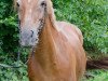 dressage horse Pebbels (German Riding Pony, 1999, from Prince Thatch xx)