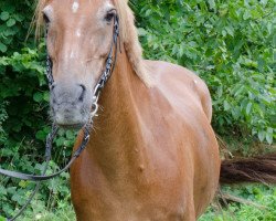 dressage horse Pebbels (German Riding Pony, 1999, from Prince Thatch xx)