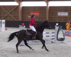 Pferd Nincaba Rouge (Selle Français, 2001, von Cincaba Rouge)