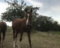 Springpferd Hengst von Chacfly / Cornets Prinz (Oldenburger Springpferd, 2019, von Chacfly PS)