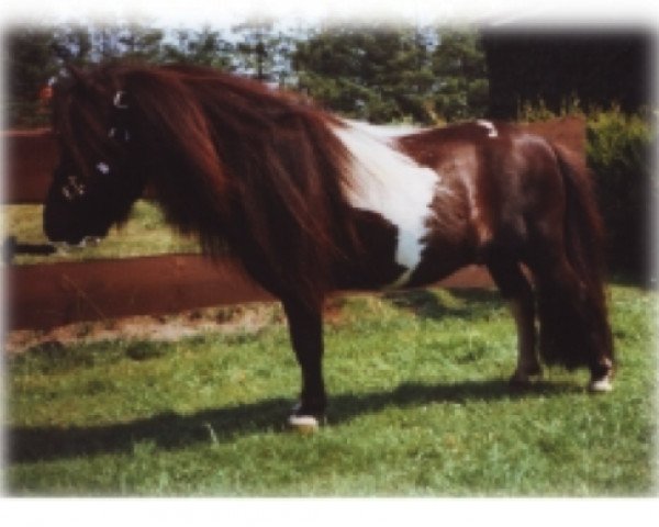 stallion Erik de Bibiana (Shetland pony (under 87 cm), 1987, from Silvo de Bibiana)