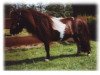 stallion Erik de Bibiana (Shetland pony (under 87 cm), 1987, from Silvo de Bibiana)