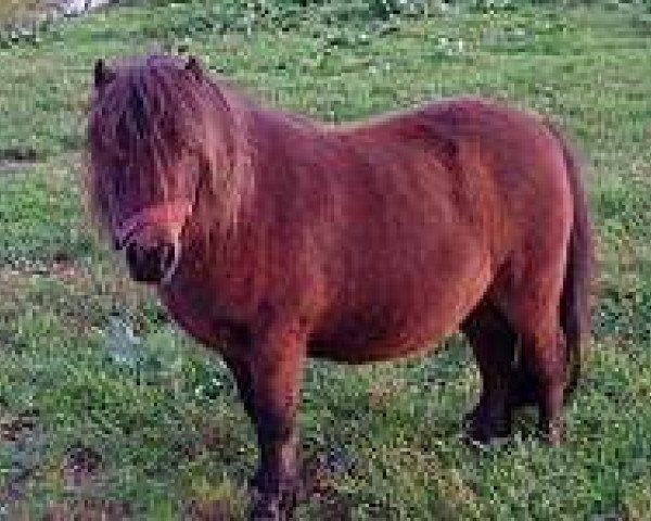 broodmare Jamaica vom Silbersee (Shetland pony (under 87 cm), 1992, from Balduin)