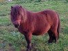 Zuchtstute Jamaica vom Silbersee (Shetland Pony (unter 87 cm), 1992, von Balduin)