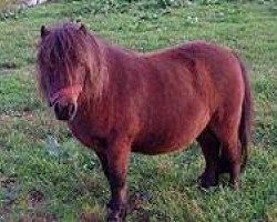 broodmare Jamaica vom Silbersee (Shetland pony (under 87 cm), 1992, from Balduin)