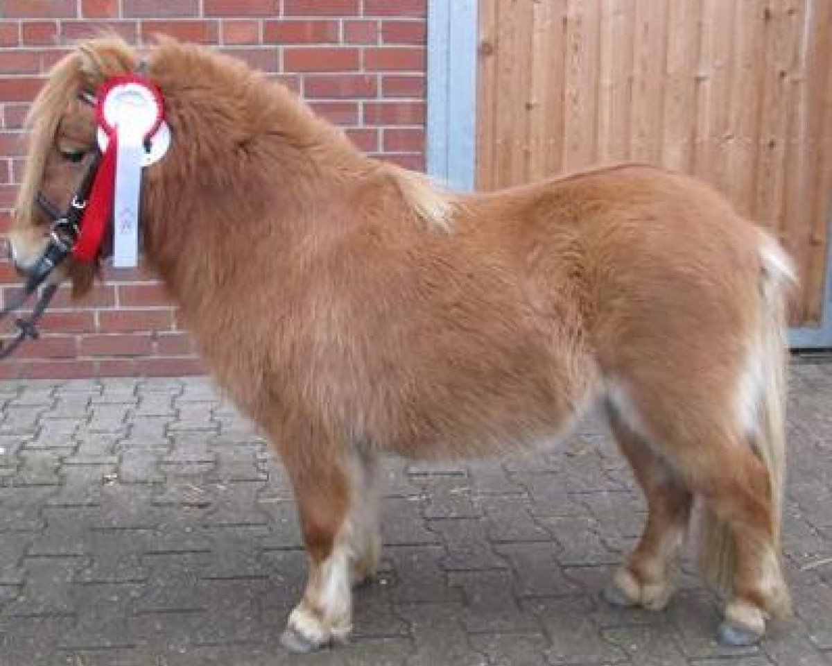 stallion Popeye vom Försterberg (Shetland pony (under 87 cm), 2010, from Puc's Paradise)
