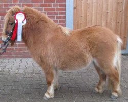 stallion Popeye vom Försterberg (Shetland pony (under 87 cm), 2010, from Puc's Paradise)