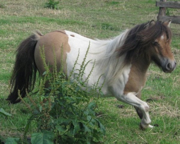 Zuchtstute Silbersees Tomma (Shetland Pony (unter 87 cm), 2006, von Ernst-August)