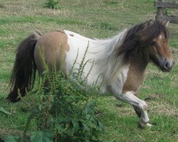 horse Silbersees Tomma (Shetland Pony (unter 87 cm), 2006, from Ernst-August)