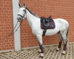 broodmare Chiara R (Rhinelander, 2012, from Cassini Boy Junior)