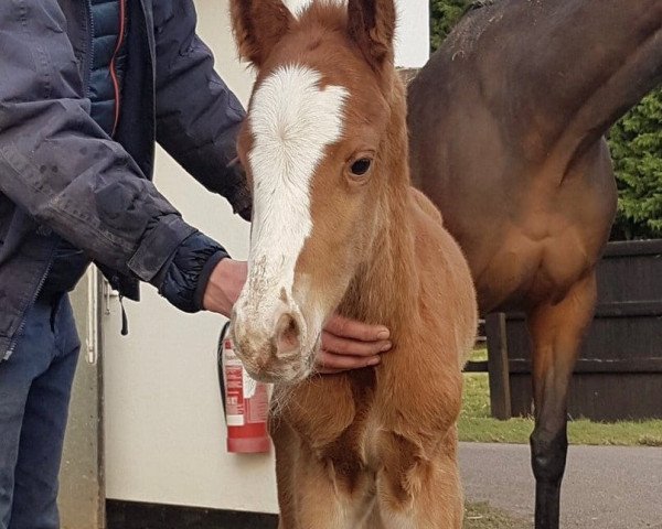 Pferd Brentley xx (Englisches Vollblut, 2018, von Frankel xx)