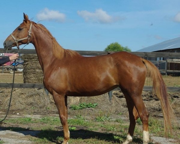 broodmare Pasifik (Russian Trakehner, 2006, from Fort Pech)