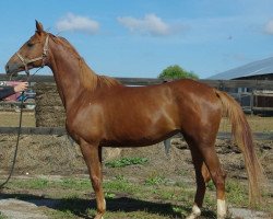 broodmare Pasifik (Russian Trakehner, 2006, from Fort Pech)