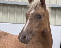 dressage horse Date with Debby (German Riding Pony, 2020, from Dating Point at)