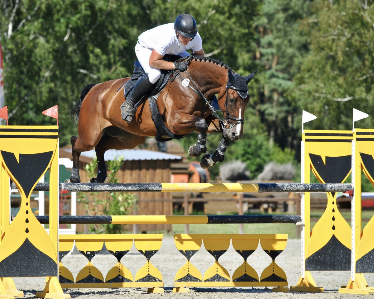 jumper Cassis Dl P. Maison (Swiss Warmblood, 2014, from Curtis Sitte)
