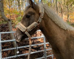 dressage horse Gucci (German Riding Pony, 2020, from Gabalier)