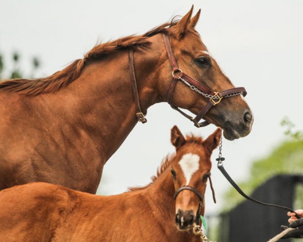 Pferd Hengst von Tapit xx (Englisches Vollblut, 2019, von Tapit xx)