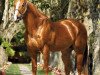 Deckhengst Holland Ease (Quarter Horse, 1989, von First Down Dash)