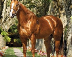 Deckhengst Holland Ease (Quarter Horse, 1989, von First Down Dash)