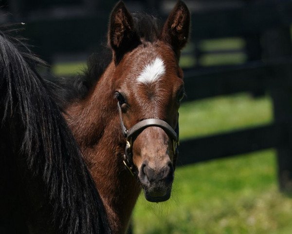 Pferd Stute von Speightstown xx (Englisches Vollblut, 2020, von Speightstown xx)