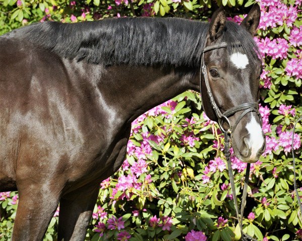 dressage horse RPZ Santiago (German Sport Horse, 2017, from Santo Domingo)