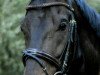 dressage horse Sandro Jazz (Hanoverian, 2006, from Sandro Hit)