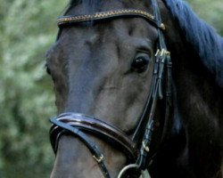 dressage horse Sandro Jazz (Hanoverian, 2006, from Sandro Hit)