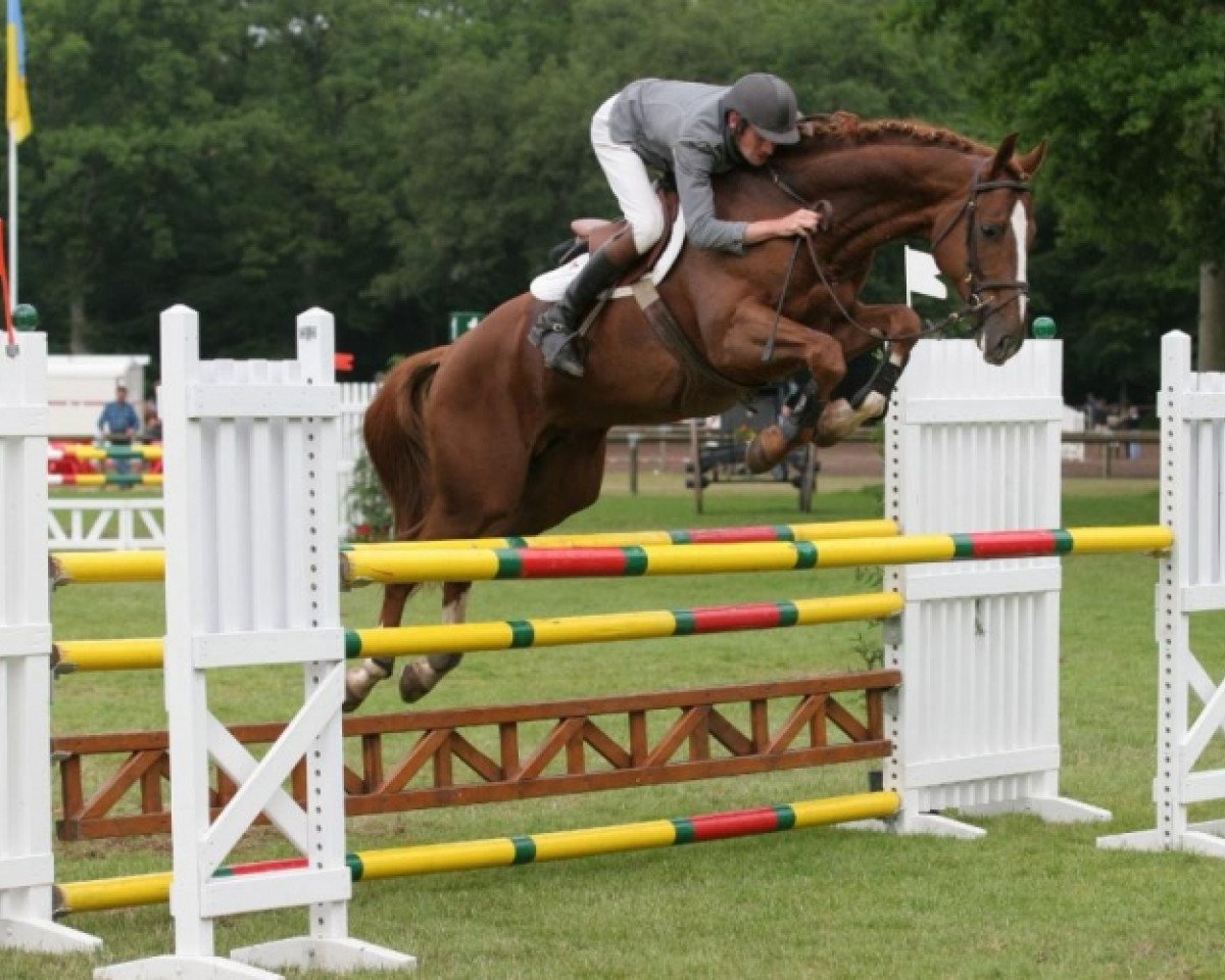 stallion Must'Pom AA (Anglo-Arabs, 2000, from Ryon d'Anzex AA)