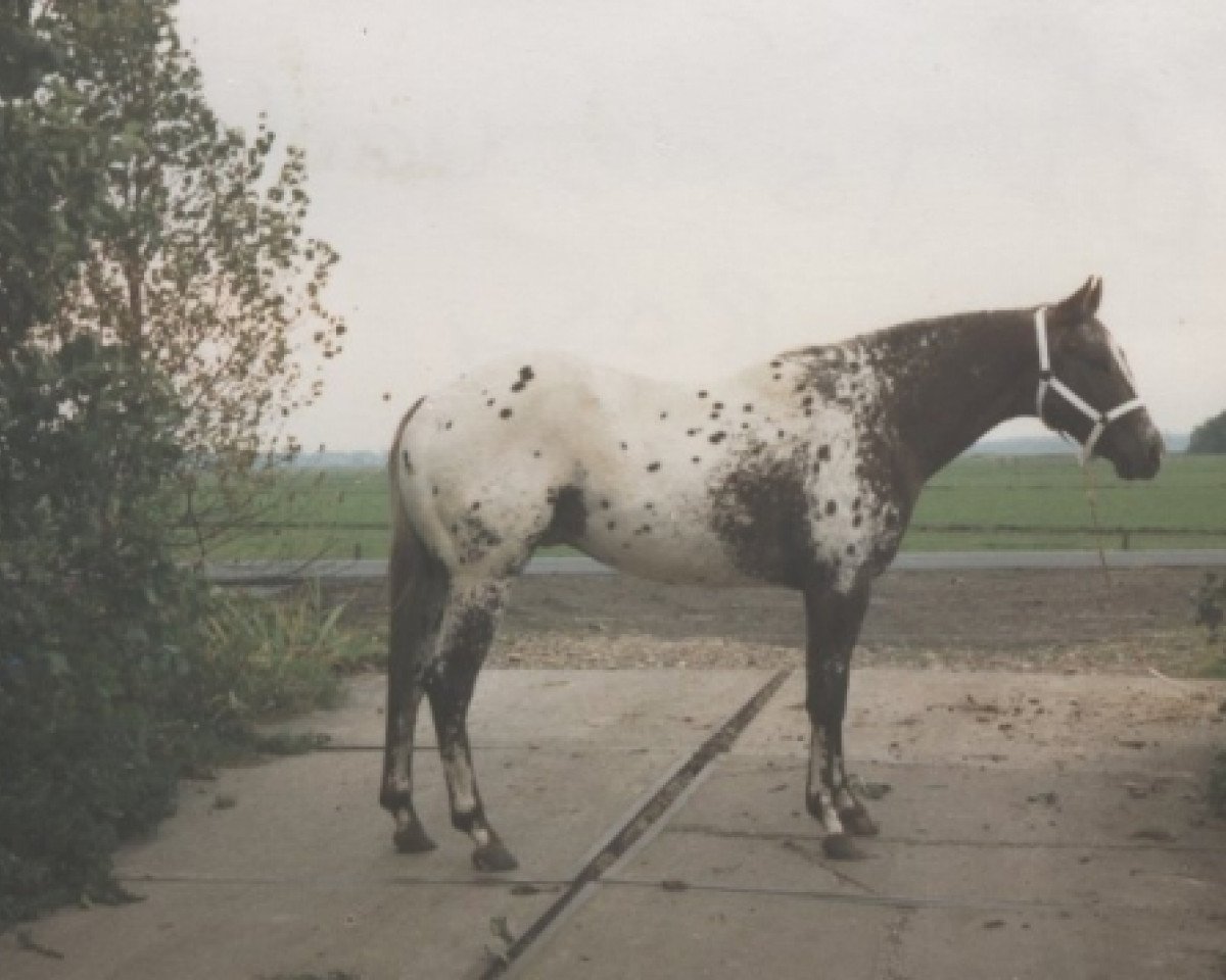 stallion Joker L Machine (Appaloosa,  , from Astro Machine)