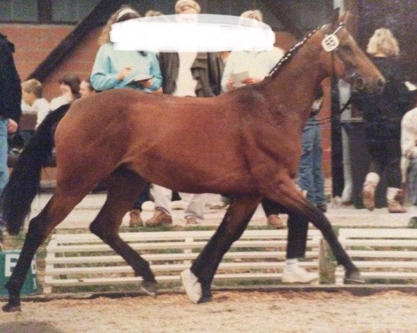 Zuchtstute Shana (Trakehner, 1984, von Kapuccino)