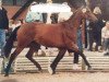 broodmare Shana (Trakehner, 1984, from Kapuccino)