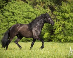 horse Cortes CB - Cartujano (Pura Raza Espanola (PRE), 2011, from Heretero - Cartujano)