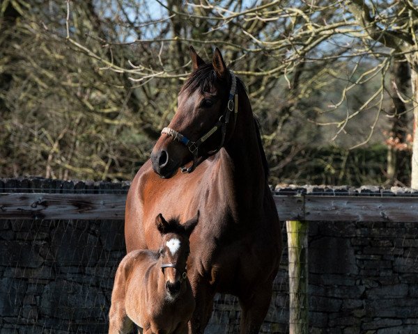 horse Stute von Galileo xx (Thoroughbred, 2020, from Galileo xx)