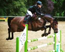 jumper Chatendra (Oldenburg show jumper, 2014, from Chatender)