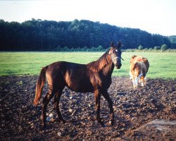 broodmare Donau II (Holsteiner, 1989, from Casino Boy xx)