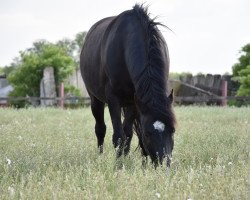 dressage horse Valido (German Riding Pony, 2008, from Vito)