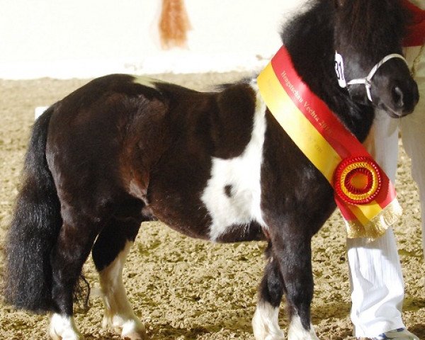 Deckhengst Göttings Enrique (Shetland Pony (unter 87 cm), 2003, von Ernst-August)