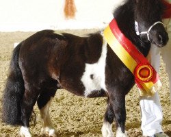 stallion Göttings Enrique (Shetland pony (under 87 cm), 2003, from Ernst-August)