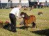 broodmare Verb.Pr.St. Xena von England (Shetland pony (under 87 cm), 2003, from Parlington-Picasso)