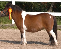 Zuchtstute Verb.Pr.St. Xendia von England (Shetland Pony (unter 87 cm), 2010, von Göttings Enrique)