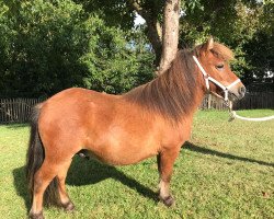 Pferd Magic vom Pfingsthof (Shetland Pony (unter 87 cm), 2019, von Eddy von der Pumpermühle)