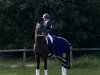 dressage horse Calandro 17 (Hanoverian, 2011, from Contendros Bube)