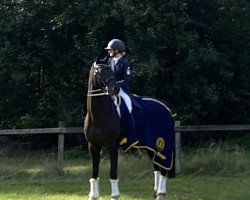 dressage horse Calandro 17 (Hanoverian, 2011, from Contendros Bube)