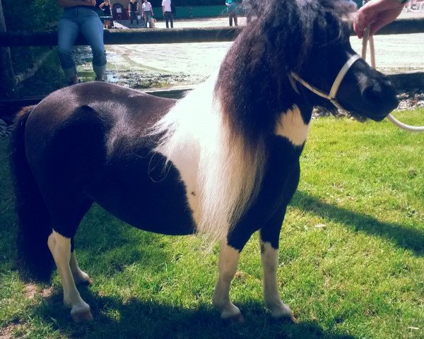 broodmare Escada von der Pumpermühle (Shetland pony (under 87 cm), 2007, from Rudi von Korem)